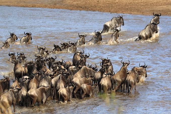 Great Migration Tanzania 2026: Monthly Herd Locations and Safari Tips