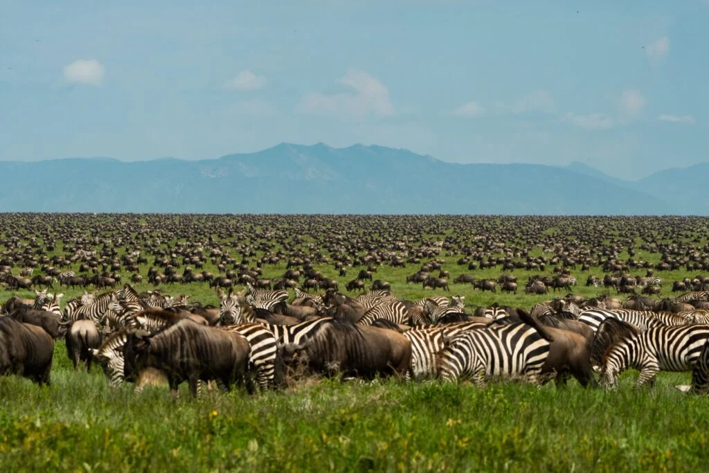 Great Migration Tanzania 2026: Monthly Herd Locations and Safari Tips