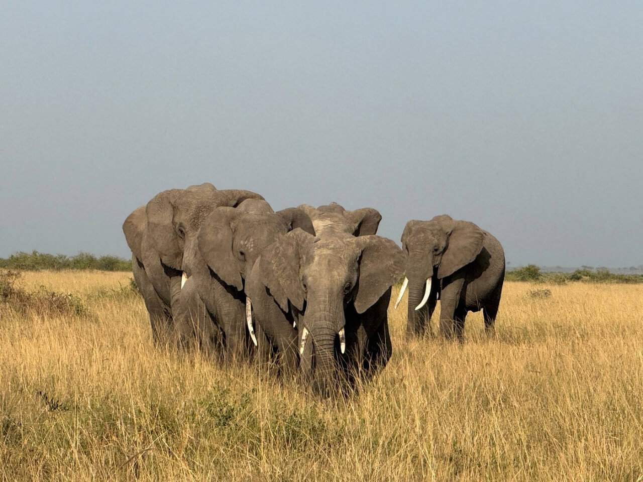 Great Migration Tanzania 2026: Monthly Herd Locations and Safari Tips