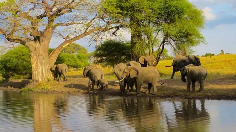 Tarangire Day Trip in August: A Complete Safari Experience from Arusha