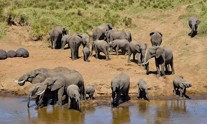 Tarangire Day Trip in August: A Complete Safari Experience from Arusha