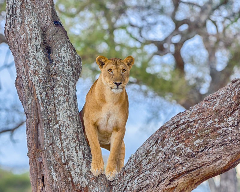 Tarangire Day Trip in August: A Complete Safari Experience from Arusha