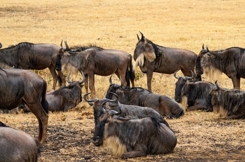 Best 5 Days Great Migration Safari Tanzania | July–August Best 5 Days Great Migration Safari Tanzania | July–August