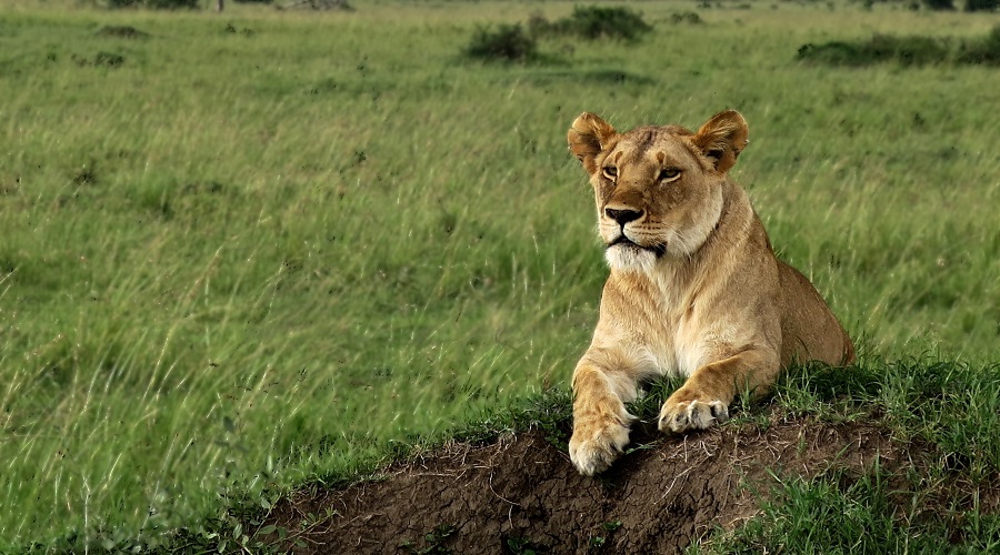 Best 5 Days Great Migration Safari Tanzania | July–August Best 5 Days Great Migration Safari Tanzania | July–August