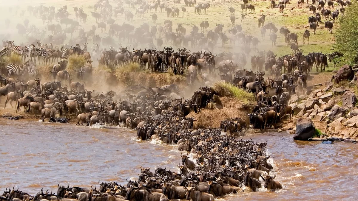 Best 5 Days Great Migration Safari Tanzania | July–August Best 5 Days Great Migration Safari Tanzania | July–August