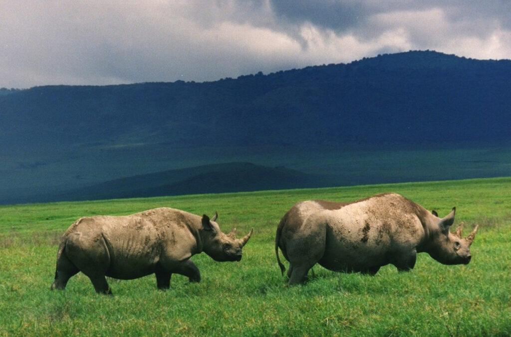 Best 5 Days Great Migration Safari Tanzania | July–August Best 5 Days Great Migration Safari Tanzania | July–August