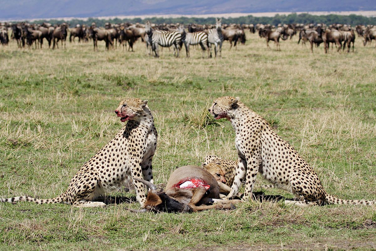 Best 5 Days Great Migration Safari Tanzania | July–August Best 5 Days Great Migration Safari Tanzania | July–August