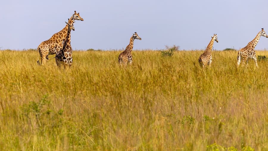 Best 5 Days Great Migration Safari Tanzania | July–August Best 5 Days Great Migration Safari Tanzania | July–August