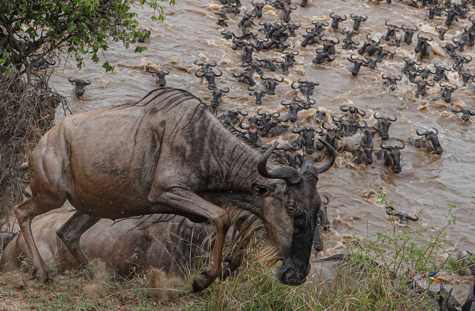 Tarangire Serengeti Ngorongoro Safari 2026/2027 Tarangire Serengeti Ngorongoro Safari 2026/2027