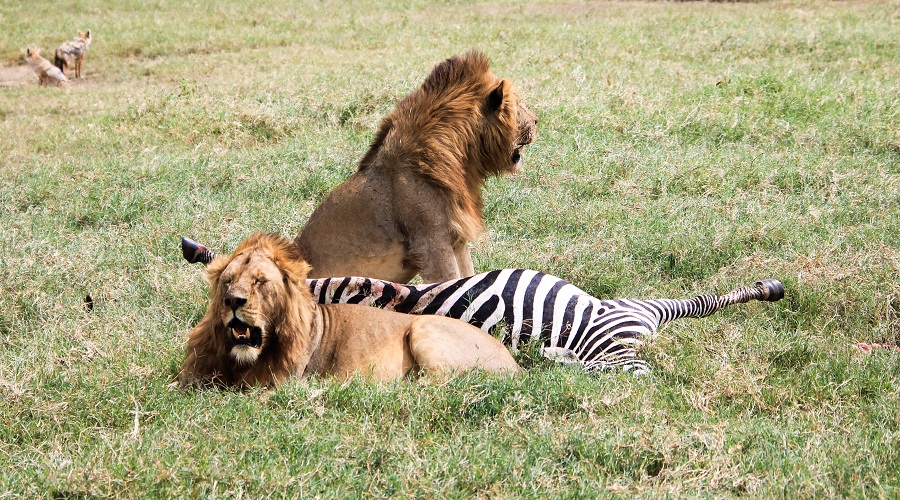 Tarangire Serengeti Ngorongoro Safari 2026/2027 Tarangire Serengeti Ngorongoro Safari 2026/2027