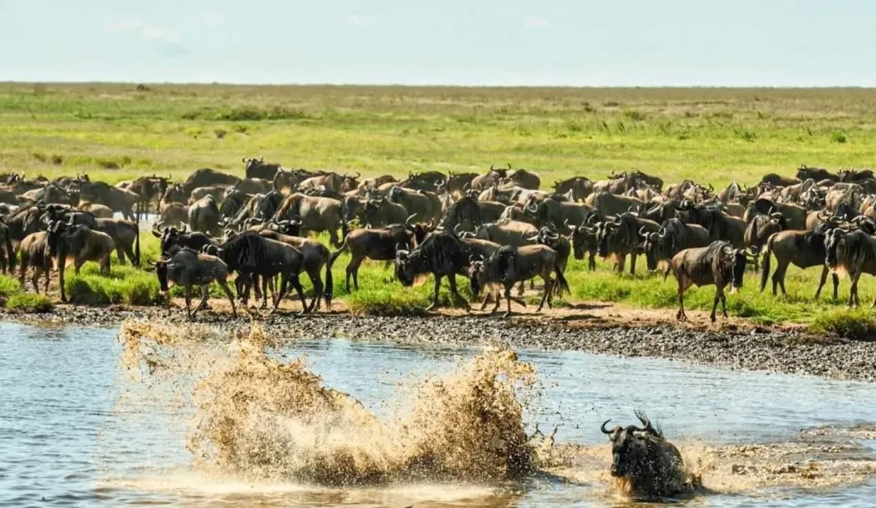 Your Complete Guide to the Great Migration in August and September 2026 Your Complete Guide to the Great Migration in August and September 2026
