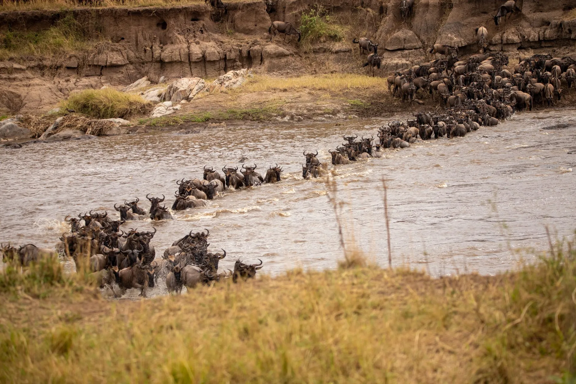 Your Complete Guide to the Great Migration in August and September 2026 Your Complete Guide to the Great Migration in August and September 2026