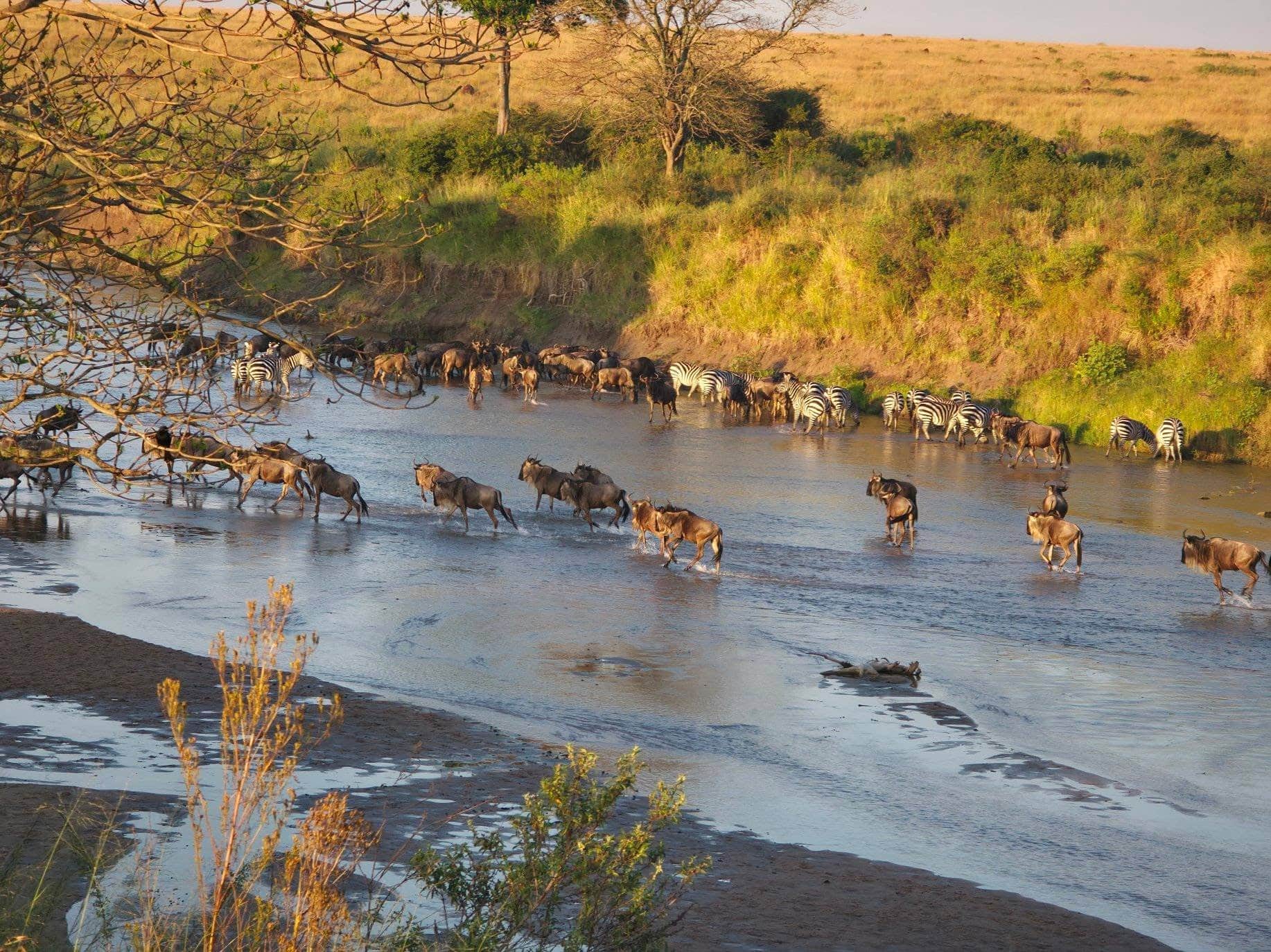 Your Complete Guide to the Great Migration in August and September 2026 Your Complete Guide to the Great Migration in August and September 2026