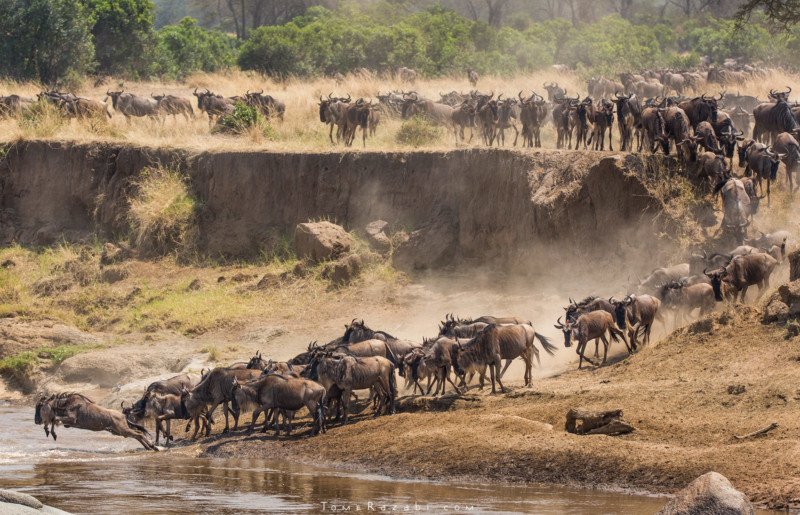 Your Complete Guide to the Great Migration in August and September 2026 Your Complete Guide to the Great Migration in August and September 2026