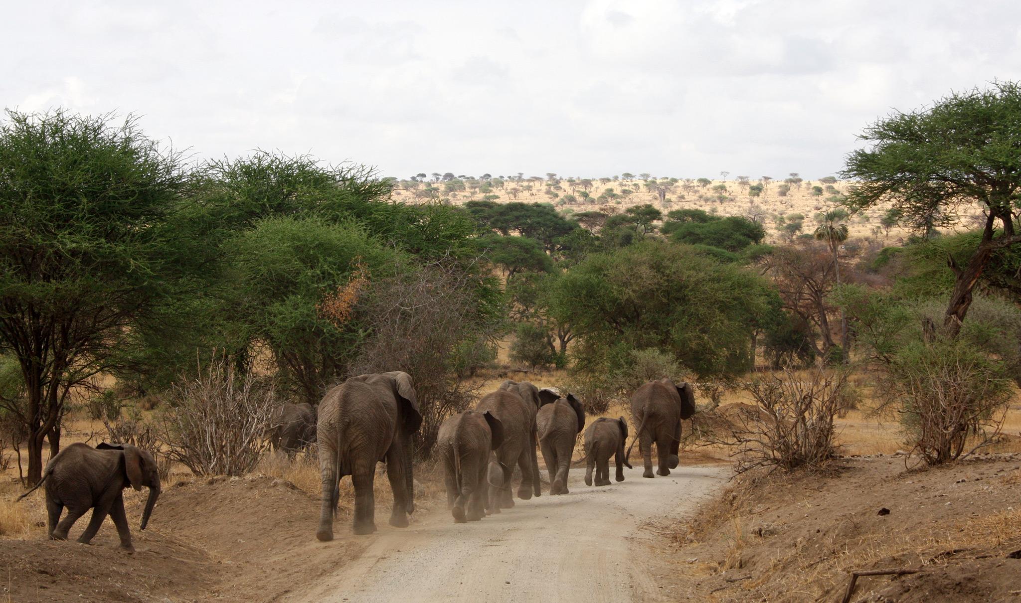 Serengeti, Ngorongoro and Tarangire Safari: Experience Northern Tanzania With Us