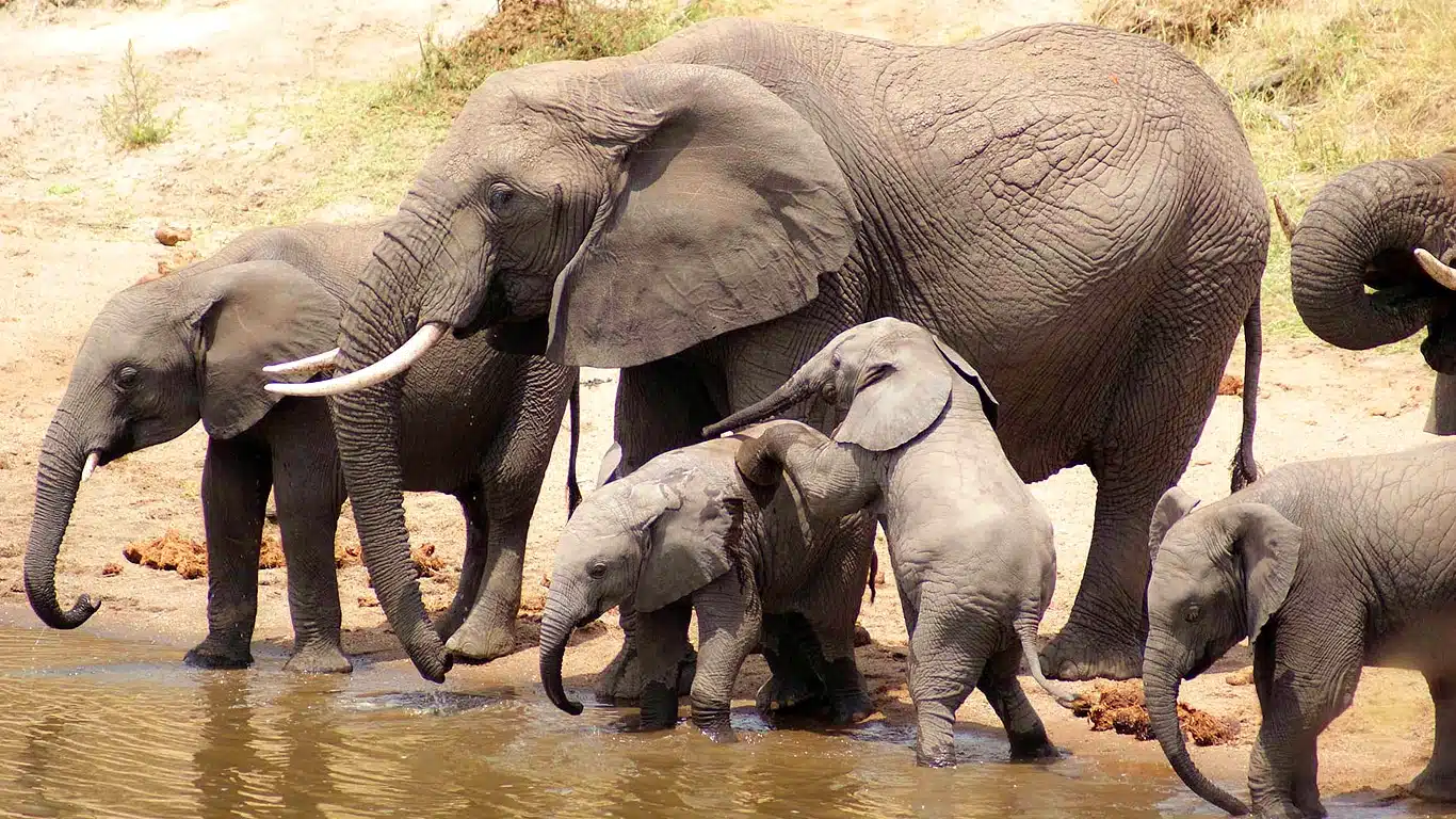 Best Tanzania Group Joining Safari Best Tanzania Group Joining Safari