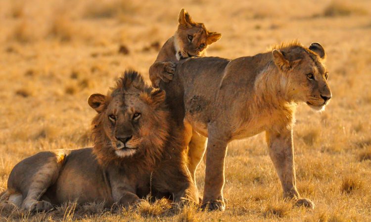 Serengeti Great Migration Safari 2026/2027 Safaris
