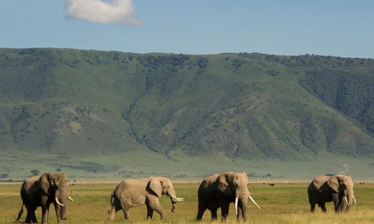 Tanzania Safari Tours from Arusha Airport Tanzania Safari Tours from Arusha Airport