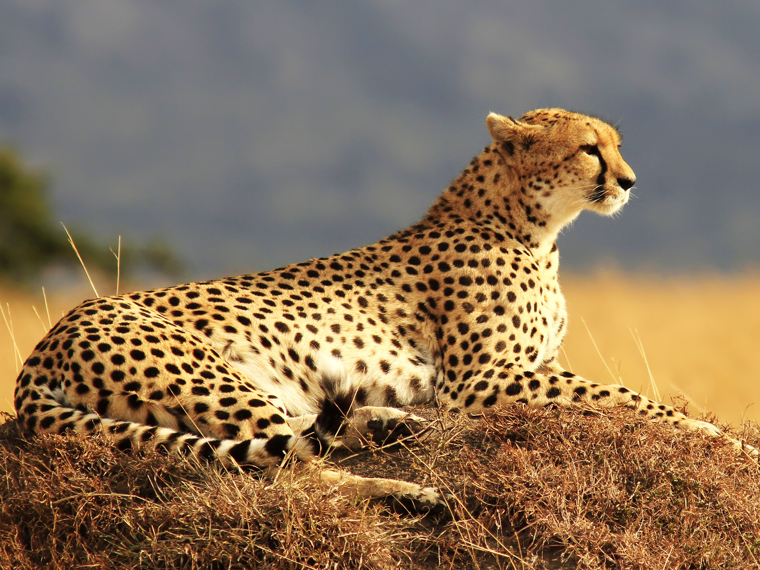 Tanzania Safari Tours from Arusha Airport Tanzania Safari Tours from Arusha Airport