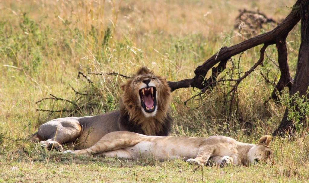 Tanzania Safari Tours from Arusha Airport Tanzania Safari Tours from Arusha Airport