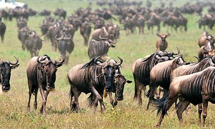 Affordable Tanzania Safari Packages 2026/2027 Affordable Tanzania Safari Packages 2026/2027