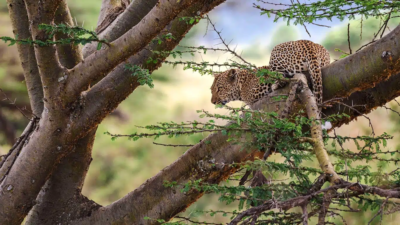 Affordable Tanzania Safari Packages 2026/2027 Affordable Tanzania Safari Packages 2026/2027