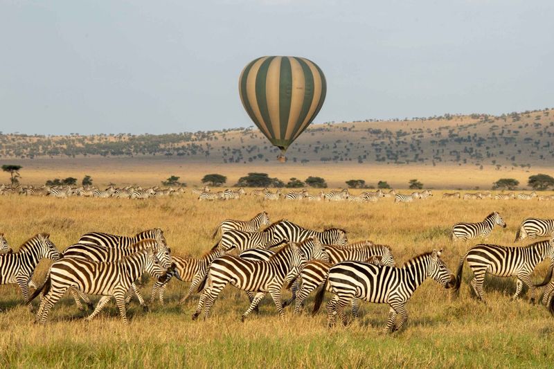 Affordable Tanzania Safari Packages 2026/2027 Affordable Tanzania Safari Packages 2026/2027