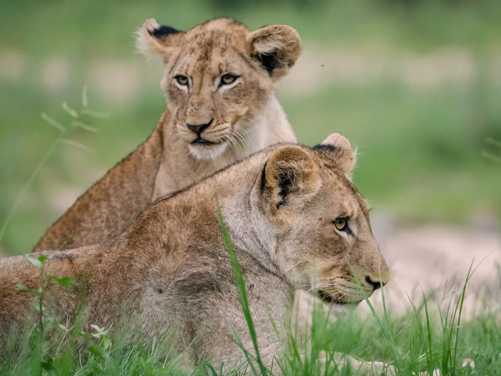 Budget Camping Safari Tanzania: An Affordable Way to Experience the Wild Budget Camping Safari Tanzania: An Affordable Way to Experience the Wild