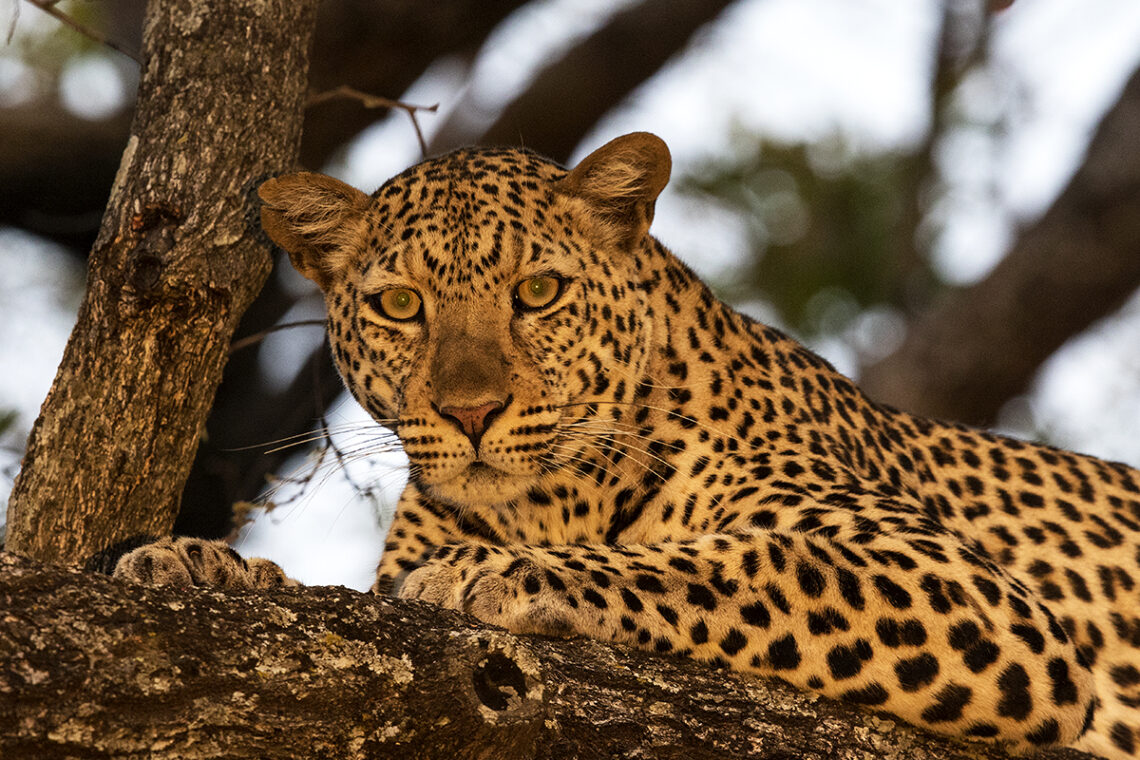 Budget Camping Safari Tanzania: An Affordable Way to Experience the Wild Budget Camping Safari Tanzania: An Affordable Way to Experience the Wild