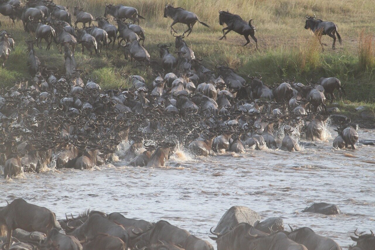 Budget Camping Safari Tanzania: An Affordable Way to Experience the Wild Budget Camping Safari Tanzania: An Affordable Way to Experience the Wild