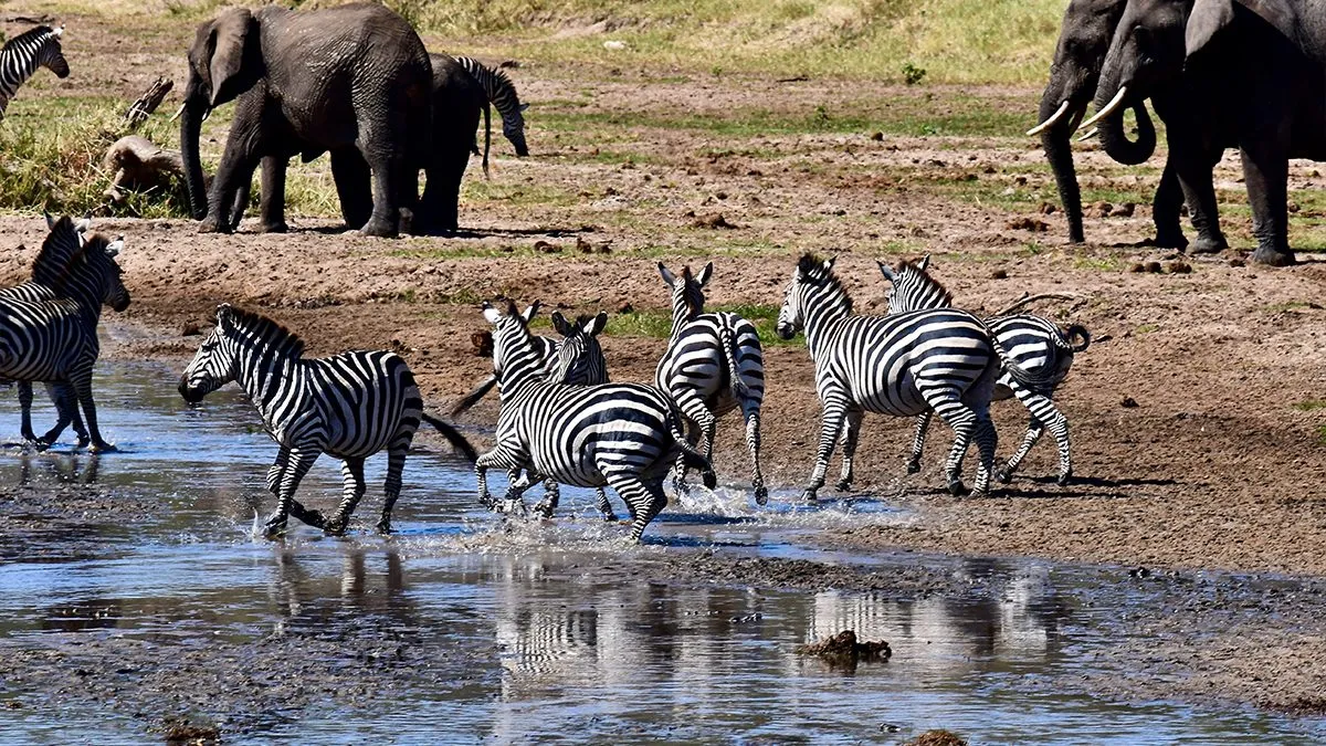10 Day Tanzania Safari and Zanzibar Holiday: Wildlife, Adventure and Tropical Beaches