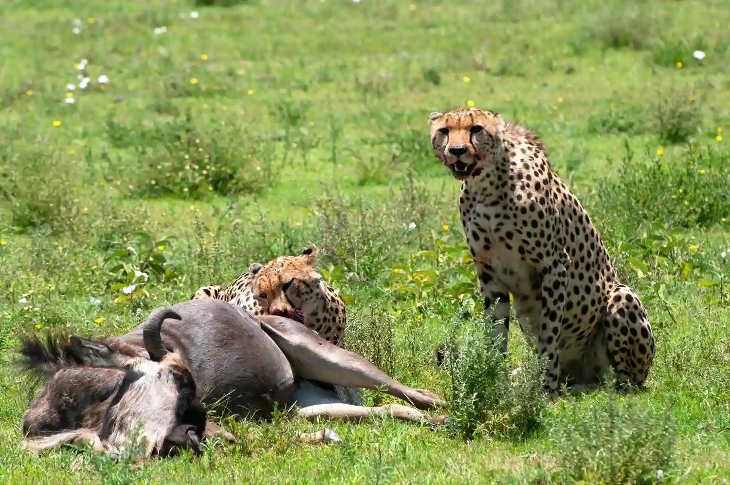 Tanzania Calving Season 2027: Experience the Wildebeest Calving Season in Ndutu