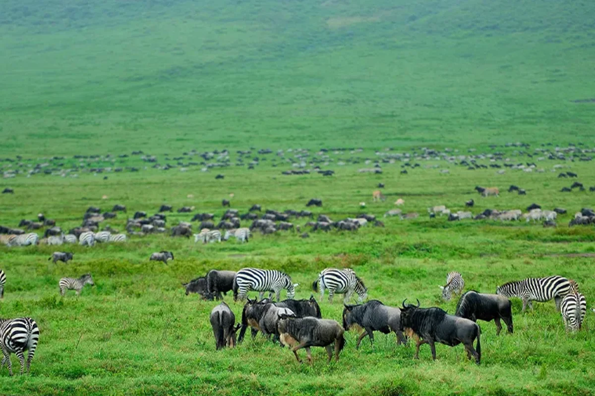 Tanzania Calving Season 2027: Experience the Wildebeest Calving Season in Ndutu
