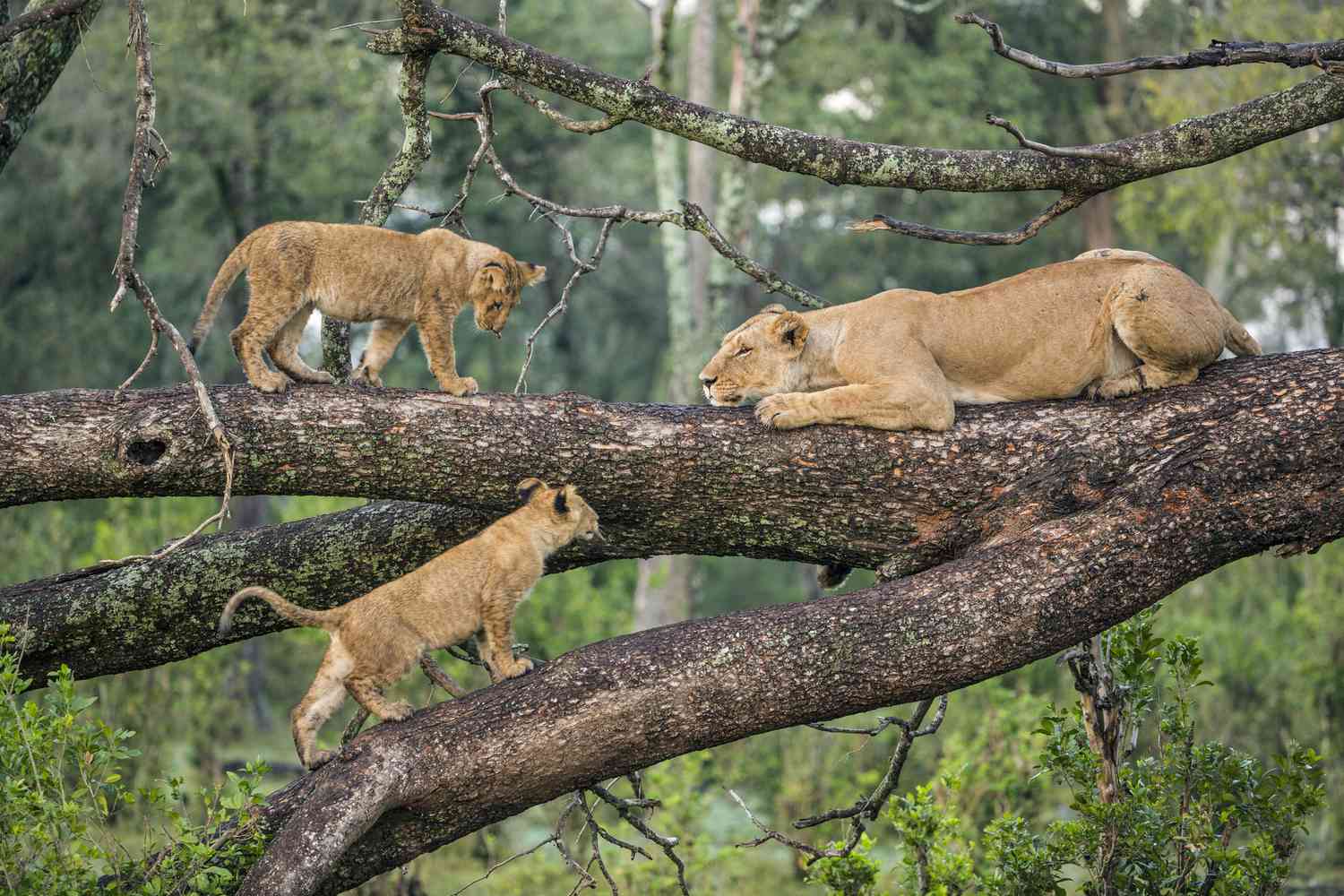 12 Day Luxury Tanzania Northern Safari and Zanzibar Beach Holiday