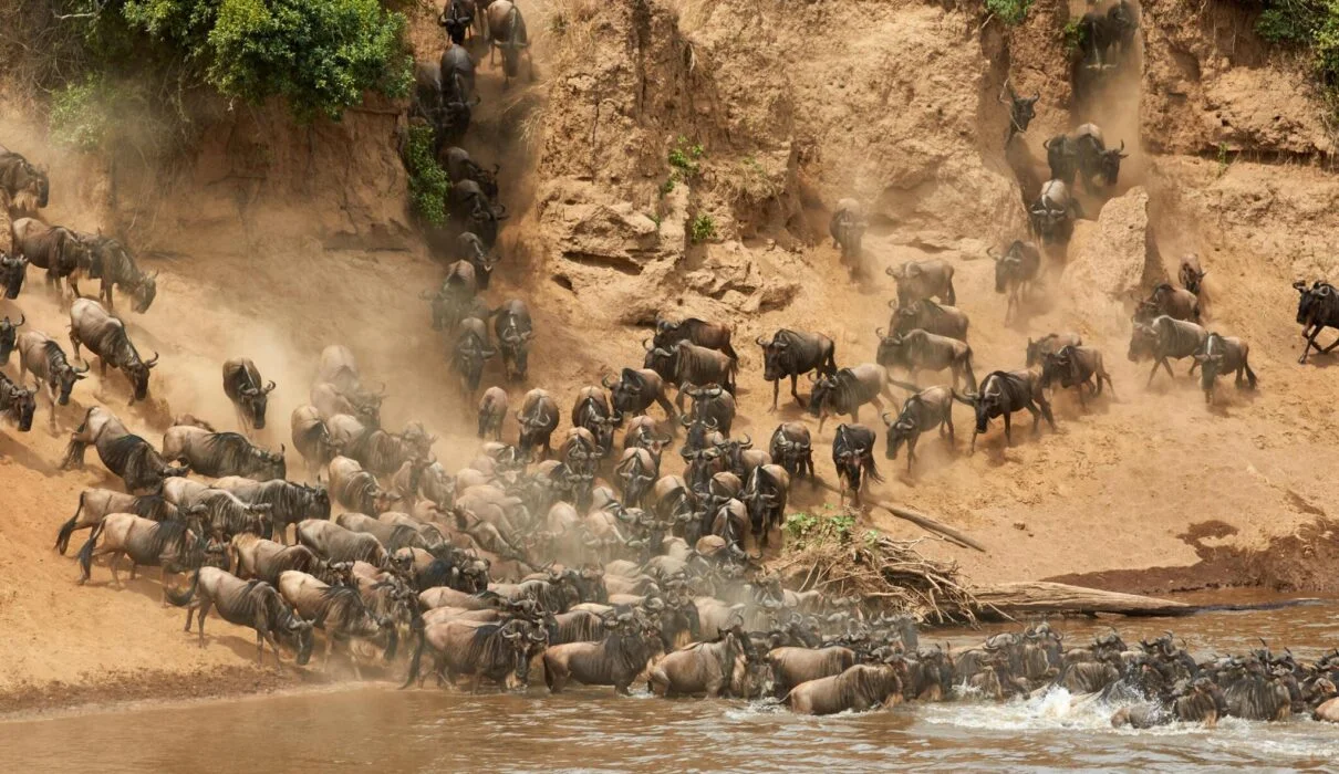 4 Days Serengeti Safari from Arusha