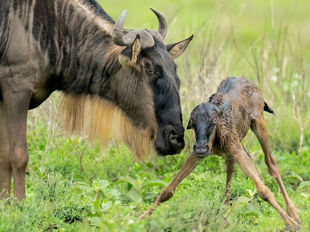 5 Day Ndutu Calving Safari