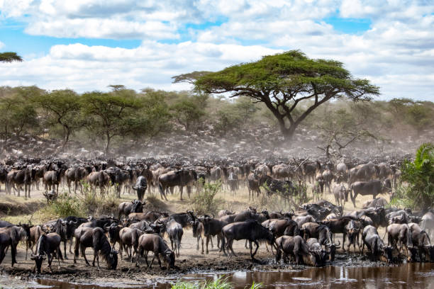 5-Day Northern Circuit Safari