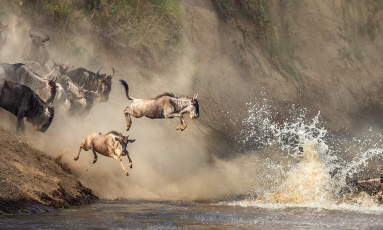 5 Day Serengeti Safari 2026 – Ultimate Tanzania Wildlife Journey