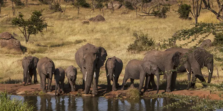 5 Days Safari Tanzania