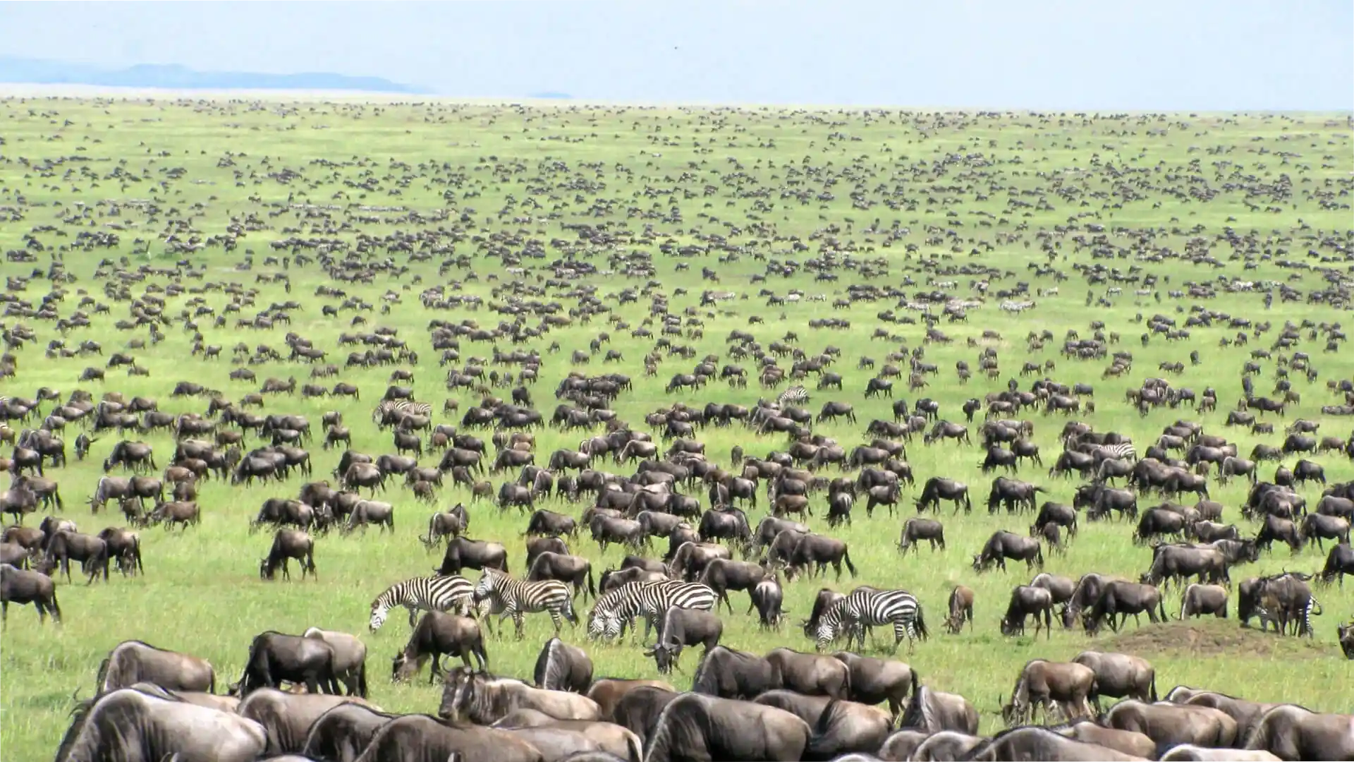7 Must See Stops: Northern Tanzania Safari &amp; Zanzibar Beach
