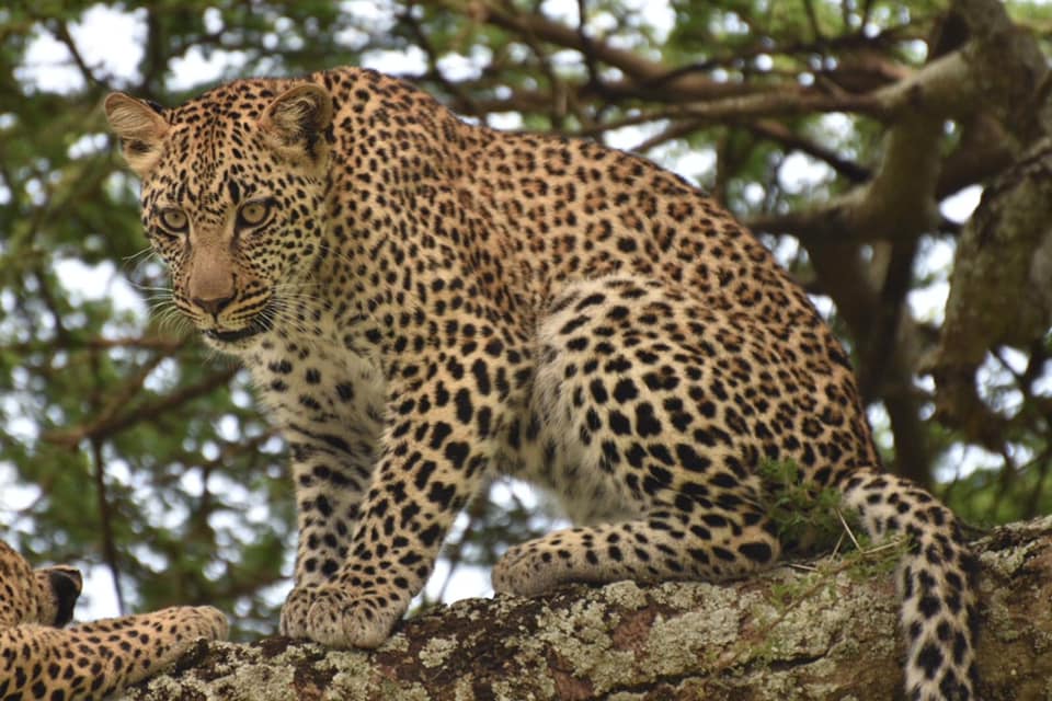 Affordable Tanzania Safari Packages