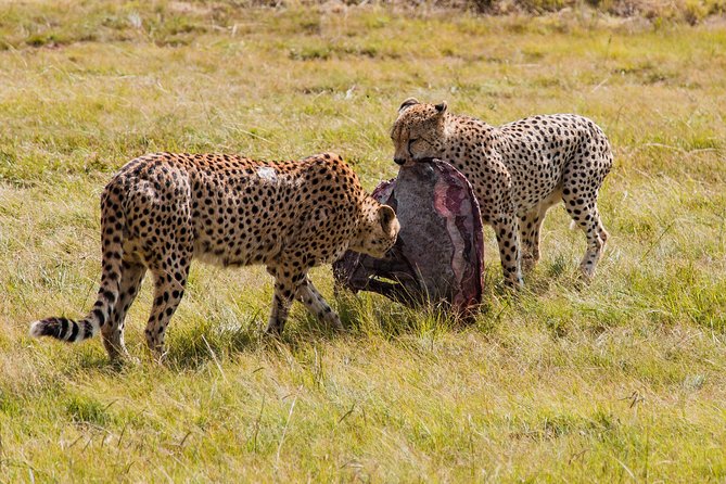Best 5 Days Great Migration Safari Tanzania | July–August