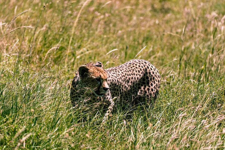 Best Affordable Safari Company in Arusha and Moshi Tanzania