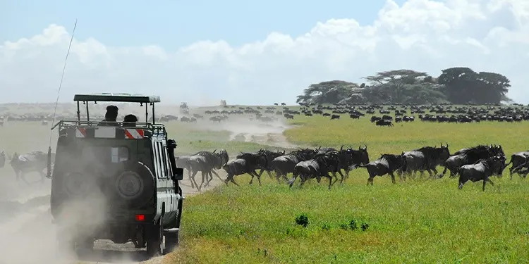 Best Safari in Tanzania