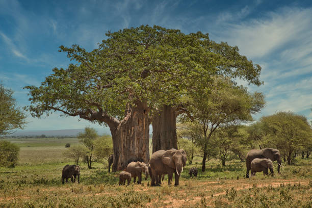 Best Tanzania Safari Itinerary for 5 Days – Our Complete Guide