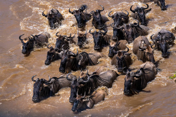 Best Time to Visit Tanzania for an Unforgettable Safari