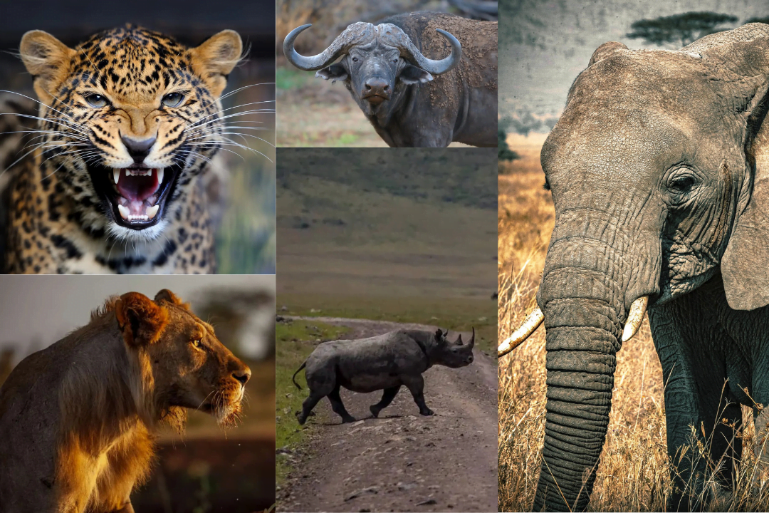 Big Five Safari and Turquoise Seas: Your January 2026 Tanzania