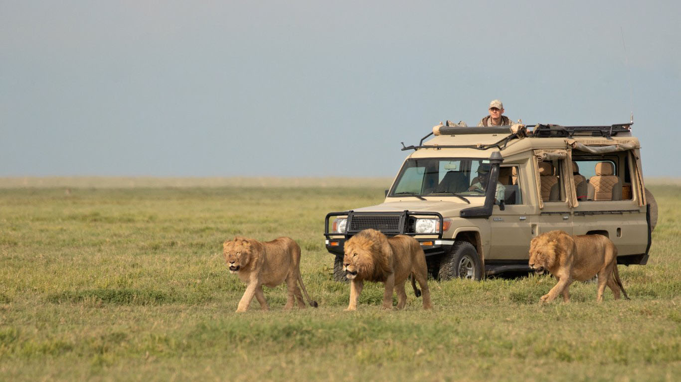 Big Five Tanzania Safari: The Ultimate Wildlife Experience with Us