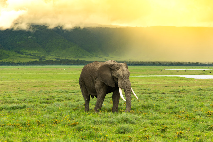 Discover Tanzania in February: Northern Circuit &amp; Zanzibar Adventures
