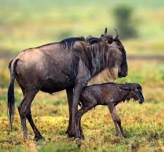 Family Ndutu Safari